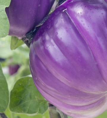 aubergine violetta