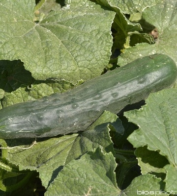 concombre rockker