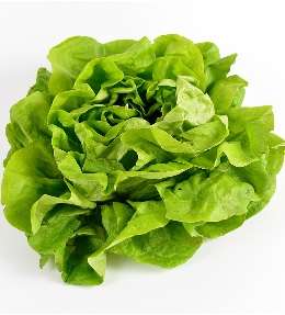 salade laitue