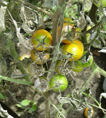 plant de tomate mildiou