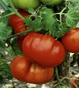  tomate Marmande
