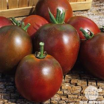 legume tomate crimee