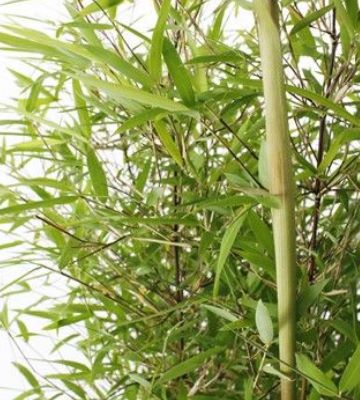 bambou fargesia angustissima
