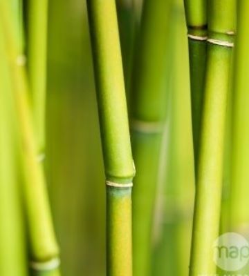 bambou fargesia robusta