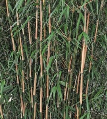 bambou fargesia scabrida asian wonder