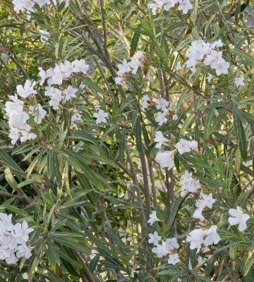 nerium oleander alsace