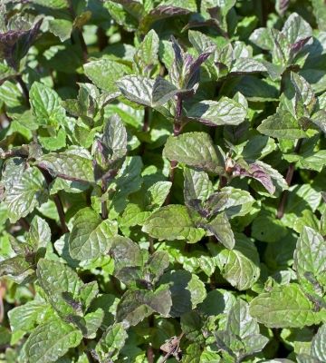 menthe bergamote