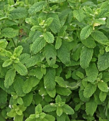 menthe citron
