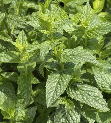 menthe poivree