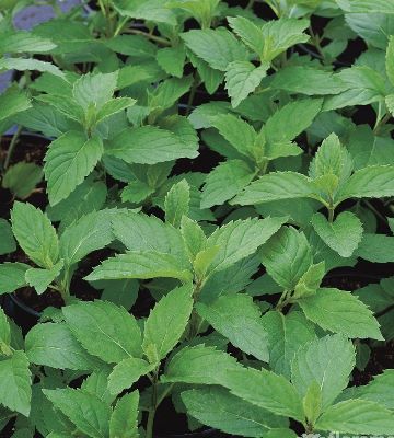 menthe verte