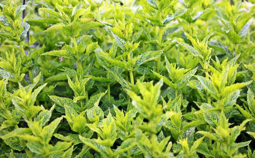 menthe sauvage
