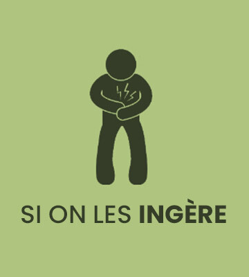 indigestion plante