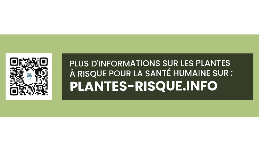 Plantes risque info