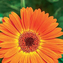 Plantes fleuries Plantes fleuries