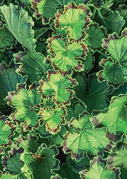La nature ne demande qu'à s’exprimer avec vitalité La nature ne demande qu'à s’exprimer avec vitalité