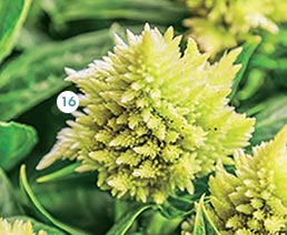 16. Célosie : barquette de 10 plants (36744) 7,95 € 16. Célosie : barquette de 10 plants (36744) 7,95 €