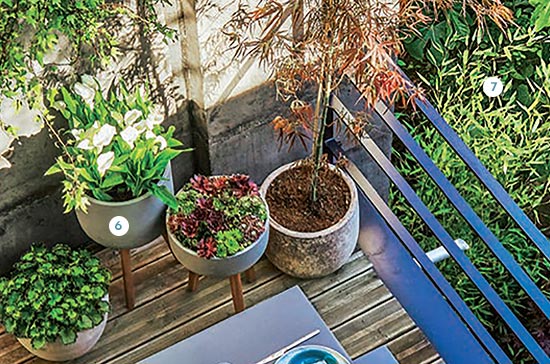 6. Pot cuvier bas contemporain “Goicoechea” En terre cuite. Percé. Coloris gris. (641297) 116,95 € - 7. Phyllostachys rubromarginata: H 100/150 Conteneur 7 litres (748376) 44,95 € 6. Pot cuvier bas contemporain “Goicoechea” En terre cuite. Percé. Coloris gris. (641297) 116,95 € - 7. Phyllostachys rubromarginata: H 100/150 Conteneur 7 litres (748376) 44,95 €