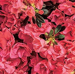 Plantes fleuries Plantes fleuries