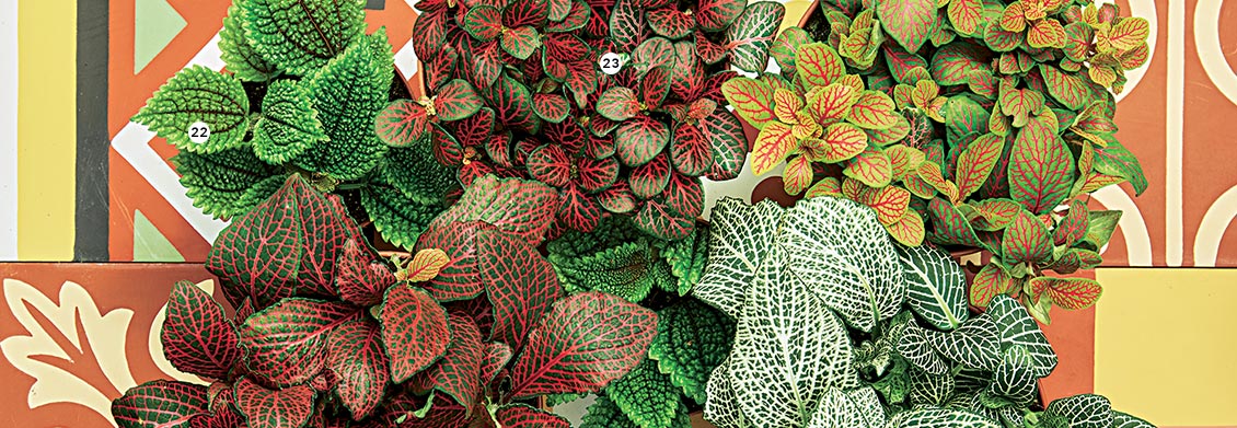 22. Pilea Moon Valley En pot Ø 8,5 cm. H. 10 cm (870274) - 23. Fittonia Plusieurs variétés en pot Ø 12 ou 15 cm : ‘White Anne’, Diamond’, ‘Mosaic Skeleton’,’Red Star’ (870268/870270/870272-273) 22. Pilea Moon Valley En pot Ø 8,5 cm. H. 10 cm (870274) - 23. Fittonia Plusieurs variétés en pot Ø 12 ou 15 cm : ‘White Anne’, Diamond’, ‘Mosaic Skeleton’,’Red Star’ (870268/870270/870272-273) -