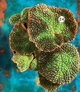24. Bégonia Rex Plusieurs variétés en pot Ø 6 cm (870239) 24. Bégonia Rex Plusieurs variétés en pot Ø 6 cm (870239)