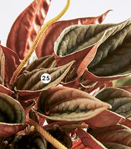 25. Peperomia Plusieurs variétés en pot Ø 14 cm : ‘Arifolia’, ‘Red luna’, ‘Mendoza’ ou ‘Quito’ (870233 à 236) 25. Peperomia Plusieurs variétés en pot Ø 14 cm : ‘Arifolia’, ‘Red luna’, ‘Mendoza’ ou ‘Quito’ (870233 à 236)