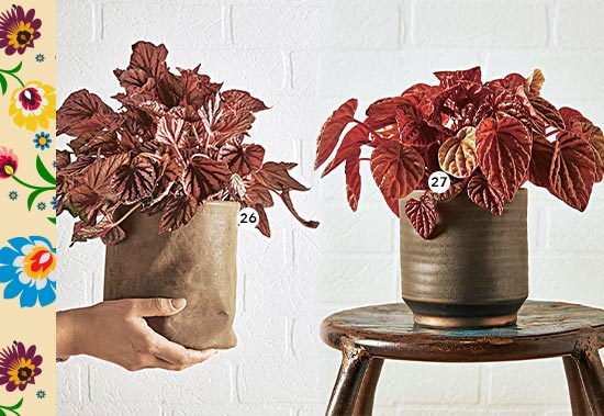 26. Peperomia 'Red Luna' En pot Ø 14 cm (870234) - 27. Peperomia 'Quito' En pot Ø 14 cm (870236) 26. Peperomia 'Red Luna' En pot Ø 14 cm (870234) - 27. Peperomia 'Quito' En pot Ø 14 cm (870236)