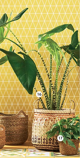 16. Alocasia 'Zebrina' En pot Ø 27 cm. H. 100 cm (789674) - 17. Rhaphidophora minima En pot Ø 13 cm (870237) 16. Alocasia 'Zebrina' En pot Ø 27 cm. H. 100 cm (789674) - 17. Rhaphidophora minima En pot Ø 13 cm (870237)