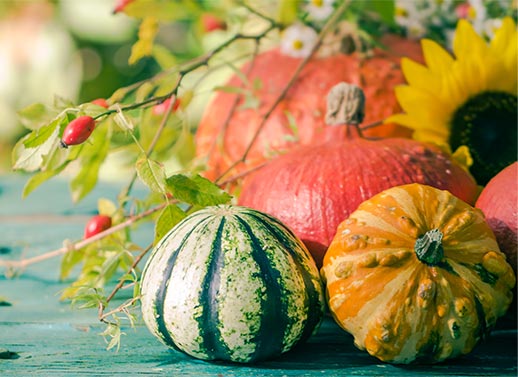 Les Coloquintes sont de sortie