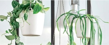 Végétaliser un mur pour une déco nature