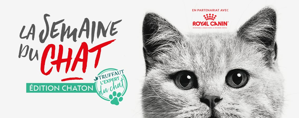 La semaine du chat La semaine du chat