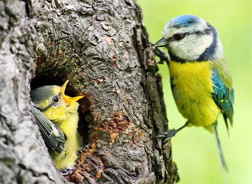 L'arbre indispensable pour les oiseaux