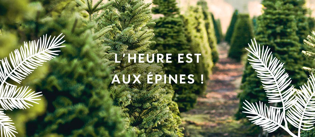 L'heure est aux épines !