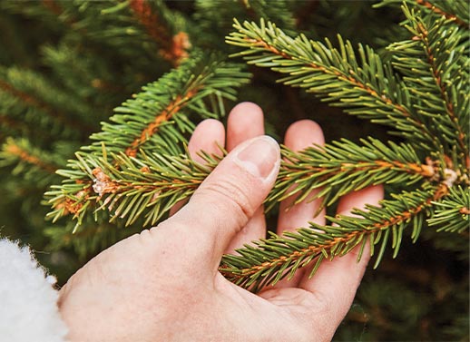 Un sapin pour la vie