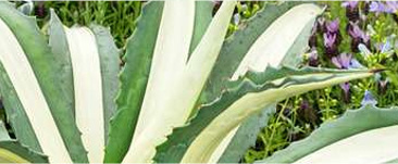 Agave : variétés, plantation et entretien