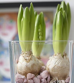 Comment forcer des bulbes pour fleurir votre déco