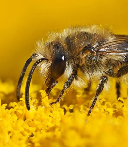 Différences entre l’abeille sauvage et la domestique ?