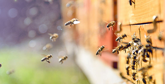 Matériel d'apiculture