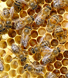 Le rôle de l'abeille