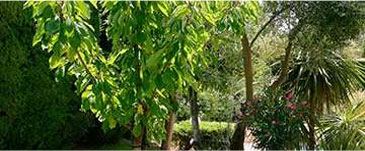 Comment planter un arbre ou un arbuste ?