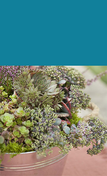 Sedums & Sempervivums
