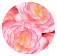 Bulbes rose