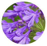 Bulbes violet