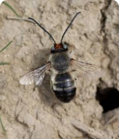 Comment reconnaitre les abeilles sauvages ?