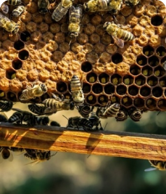 Qu'est-ce que l'apiculture ?
