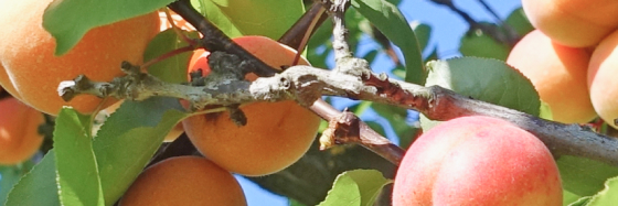 production des fruits
