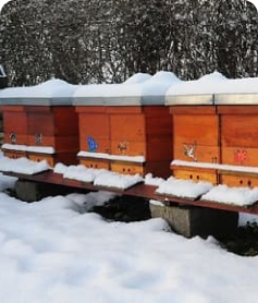 Préparez votre ruche pour l'hiver