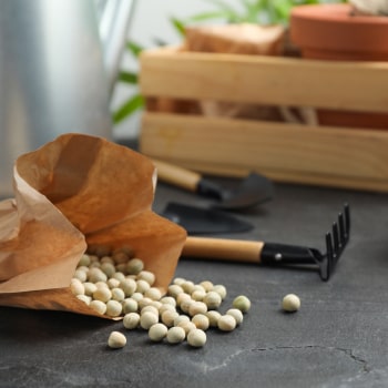 Graines de légumes bio