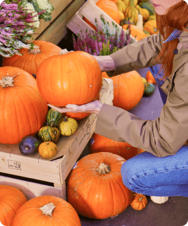 Citrouilles et coloquintes