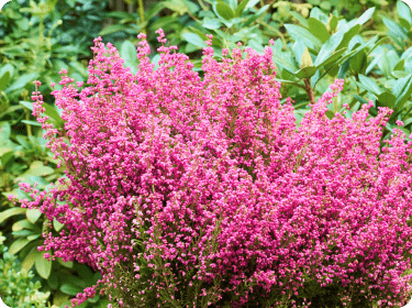 Plantes de terre de Bruyère