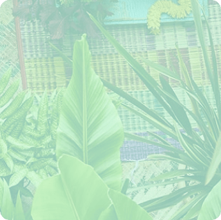 8 plantes pour un jardin au look tropical